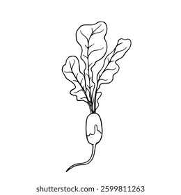 Line sketch, doodle of root vegetable ridis. Vector graphics.