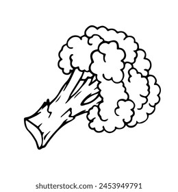 Line sketch, doodle of vegetable, broccoli. Vector graphics.