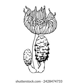 Line sketch of forest toadstool mushrooms. Vector graphics.
