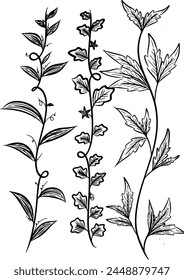 line sketch Ivy branch leaves. Hand drawn vector illustration