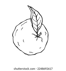 Line sketch of mandarin citrus fruit.Vector graphic.