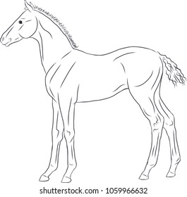 Line Sketch Newborn Foal Stock Vector (Royalty Free) 1059966632 ...