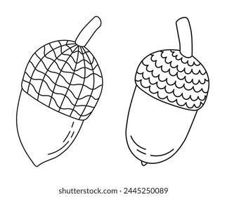 Line sketch of oak acorns and caps, isolated vector