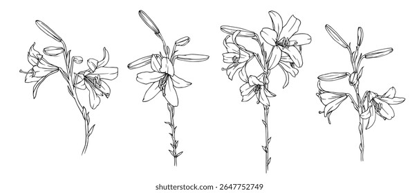 Esquema de linha, contorno de flores e botões de lírios. Gráficos vetoriais.