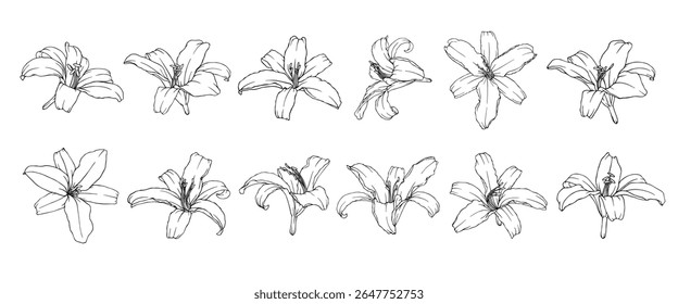 Esquema de linha, contorno de flores e botões de lírios. Gráficos vetoriais.