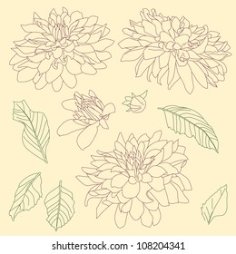 line sketch of peonies