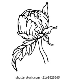 Line sketch of peony flower bud. Vector graphics.