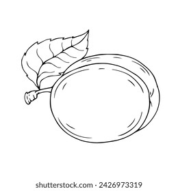 Line sketch of plum fruit. Vector graphics.