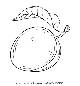 Line sketch of plum fruit. Vector graphics.