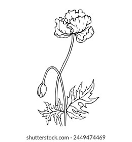 Line sketch of poppy field flower. Vector graphics.
