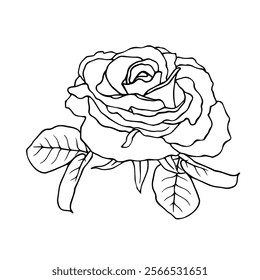 Line sketch, rose flower outline. Simple botanical elements. Vector graphics.