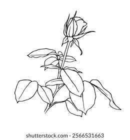 Line sketch, rose flower outline. Simple botanical elements. Vector graphics.