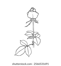 Line sketch, rose flower outline. Simple botanical elements. Vector graphics.