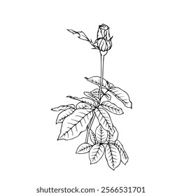 Line sketch, rose flower outline. Simple botanical elements. Vector graphics.