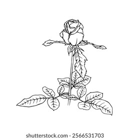 Line sketch, rose flower outline. Simple botanical elements. Vector graphics.