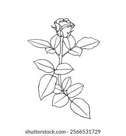 Line sketch, rose flower outline. Simple botanical elements. Vector graphics.