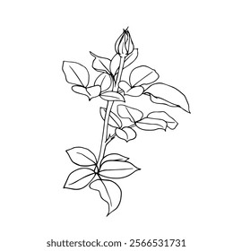 Line sketch, rose flower outline. Simple botanical elements. Vector graphics.