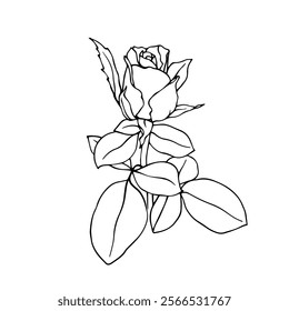Line sketch, rose flower outline. Simple botanical elements. Vector graphics.