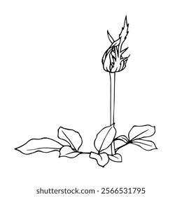 Line sketch, rose flower outline. Simple botanical elements. Vector graphics.