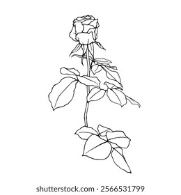 Line sketch, rose flower outline. Simple botanical elements. Vector graphics.