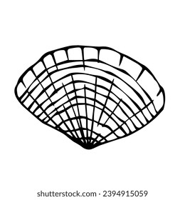 Line sketch, seashell doodle. Decorative vector element.