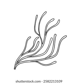 Line sketch, seaweed doodle, decorative botanical element. Vector graphics.