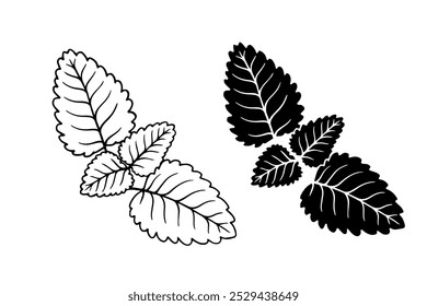 Boceto de línea, silueta, sello de hoja de menta. Elementos botánicos decorativos. Gráficos de Vector.