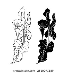 Line sketch, silhouette, stamp of blooming calla lily flower. Vector graphics.