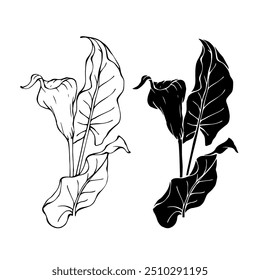Line sketch, silhouette, stamp of blooming calla lily flower. Vector graphics.