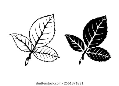 Line sketch, silhouette, stamp of leaves. Vector graphics.