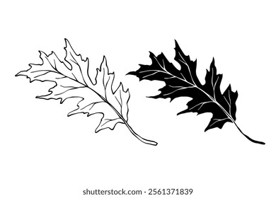 Line sketch, silhouette, stamp of leaves. Vector graphics.