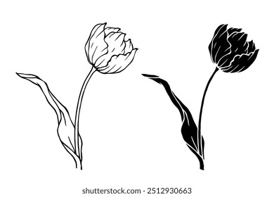 Line sketch, silhouette, stamp of spring flower tblpan. Vector graphics.