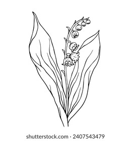 Line sketch of spring lily of the valley flower.Vector graphics.