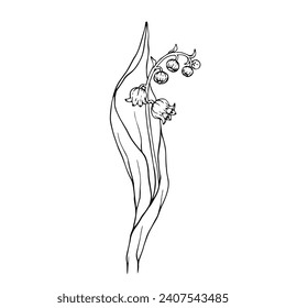 Line sketch of spring lily of the valley flower.Vector graphics.