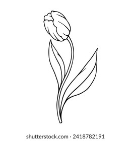 Line sketch of spring tulip flowers.Vector graphics.