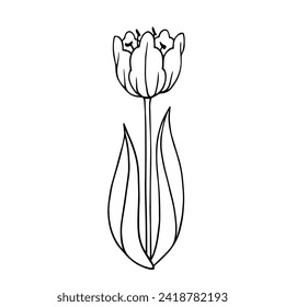 Esbozo de línea de flores de tulipano de primavera.Gráficos vectoriales.