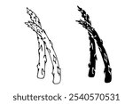 Line sketch, stamp, asparagus vegetable silhouette. Vector graphics.