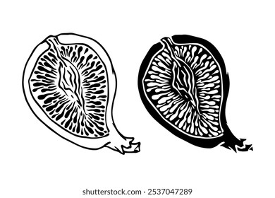Boceto de línea, sello, silueta de higuera. Gráficos de Vector.