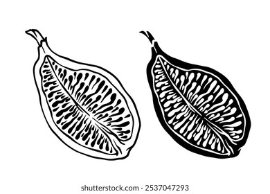 Line sketch, stamp, fig fruit silhouette. Vector graphics.