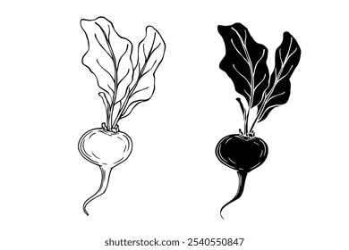 Line sketch, stamp, silhouette of vegetables, beet root crop. Vector graphics.