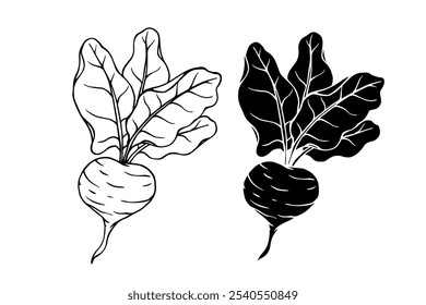 Line sketch, stamp, silhouette of vegetables, beet root crop. Vector graphics.