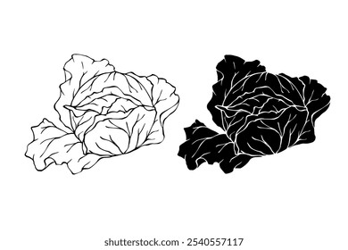 Esquema de linha, selo, silhueta de verduras cabeças de repolho branco. Gráficos vetoriais.