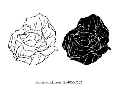 Esquema de linha, selo, silhueta de verduras cabeças de repolho branco. Gráficos vetoriais.