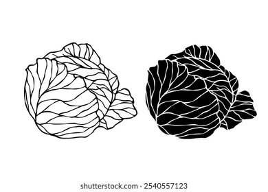 Esquema de linha, selo, silhueta de verduras cabeças de repolho branco. Gráficos vetoriais.