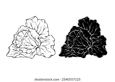 Esquema de linha, selo, silhueta de verduras cabeças de repolho branco. Gráficos vetoriais.