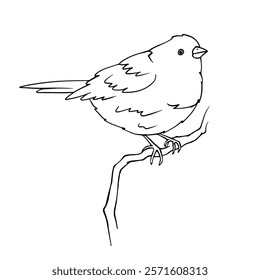 Line sketch of wild little bird sitting on a branch.Vector graphics.