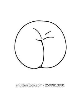 Line sketch,contour of sweet peach,nectarine fruit.Vector graphics.