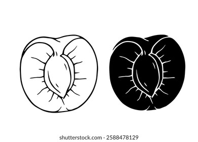 Line sketch,contour,silhouette of apricot fruits.Vector graphics.