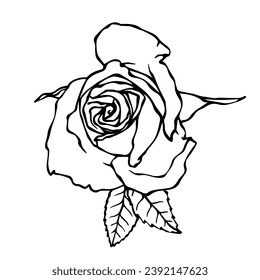 Line sketch,doodle of rose flower. Vector graphics.