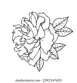 Line Sketch, Doodle der Rosenblume. Vektorgrafiken.